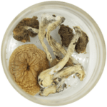 African Cubensis (Panaeolus africanus) | Buy Shrooms Online Canada