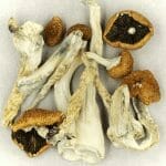 Creeper | Buy Shrooms Online Canada