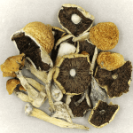 Penis Envy Cubensis | Buy Shrooms Online Canada