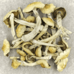 Blue Magnolia Rust | Buy Shrooms Online Canada