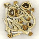 Texas Yellow Cap | Buy Shrooms Online Canada