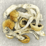 Chitwan Nepal | Buy Shrooms Online Canada
