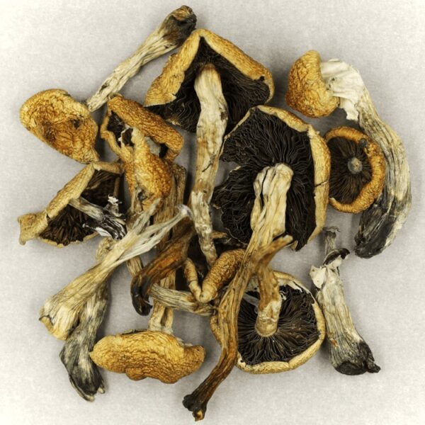 Malabar | Buy Shrooms Online Canada