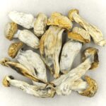Melmac | Buy Shrooms Online Canada