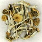 Mexicana | Buy Shrooms Online Canada
