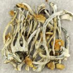 Amazonian Cubensis | Buy Shrooms Online Canada