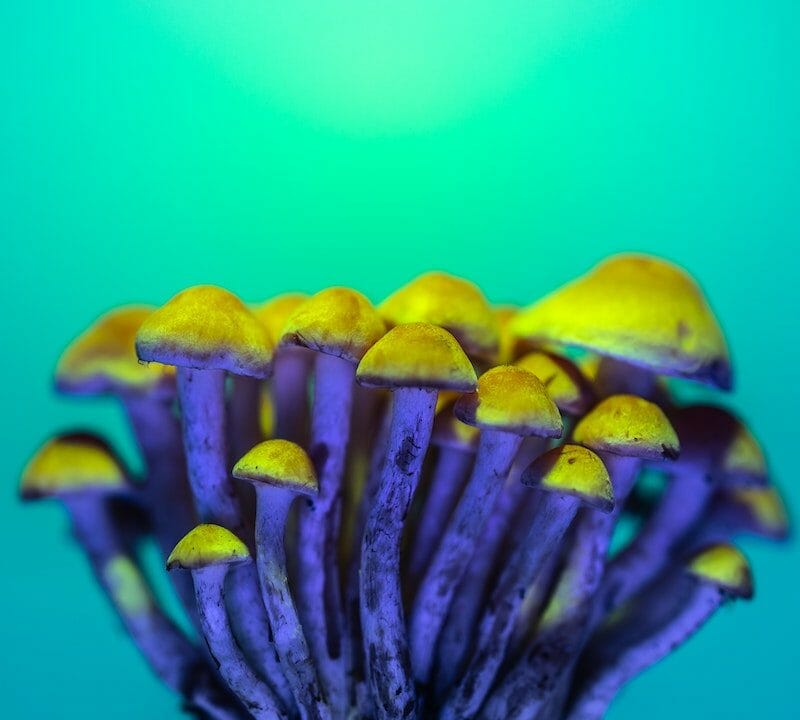LSD Edibles | Buy Shrooms Online Canada