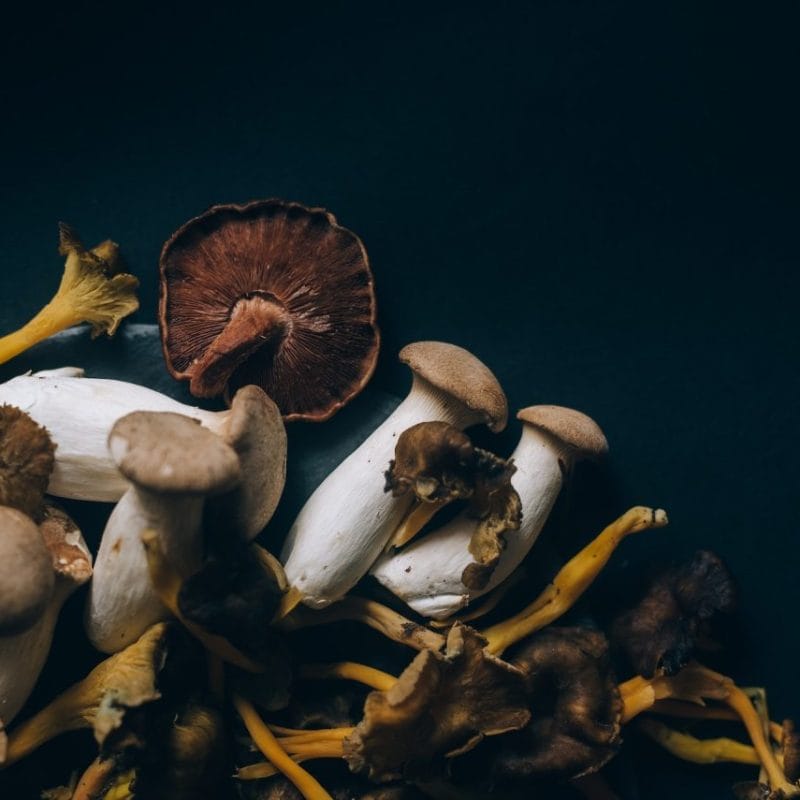 Dried Shrooms | Buy Shrooms Online Canada