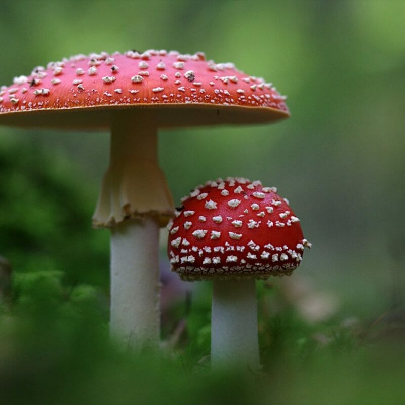 | Buy Shrooms Online Canada Magic Mushrooms Canada | Buy Shrooms Online Canada