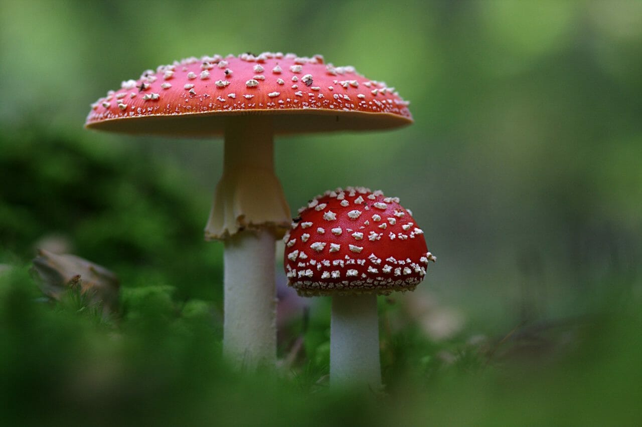 The Emergence of Magic Mushrooms in Canada: Top Varieties to Sample