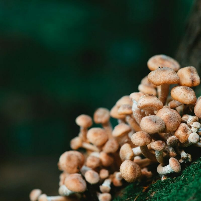 | Buy Shrooms Online Canada Mushroom Dispensary - Zoomies | Buy Shrooms Online Canada
