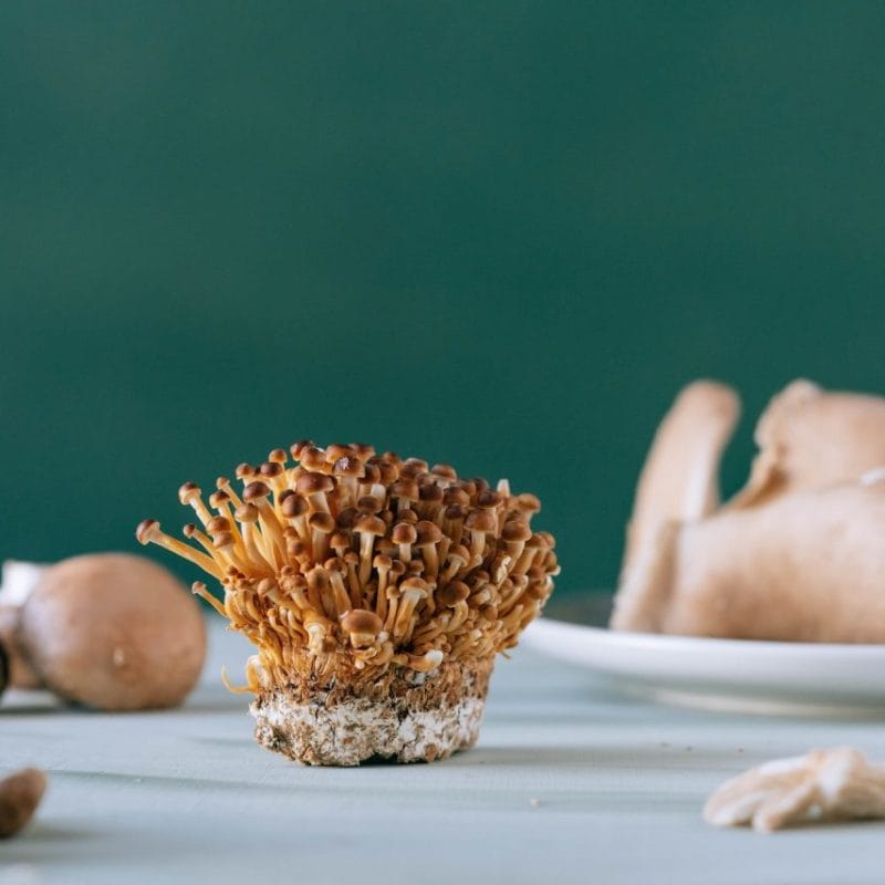 | Buy Shrooms Online Canada Buy Magic Mushroom | Buy Shrooms Online Canada