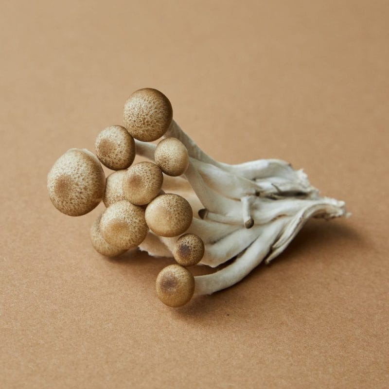 | Buy Shrooms Online Canada strongest mushroom strain | Buy Shrooms Online Canada
