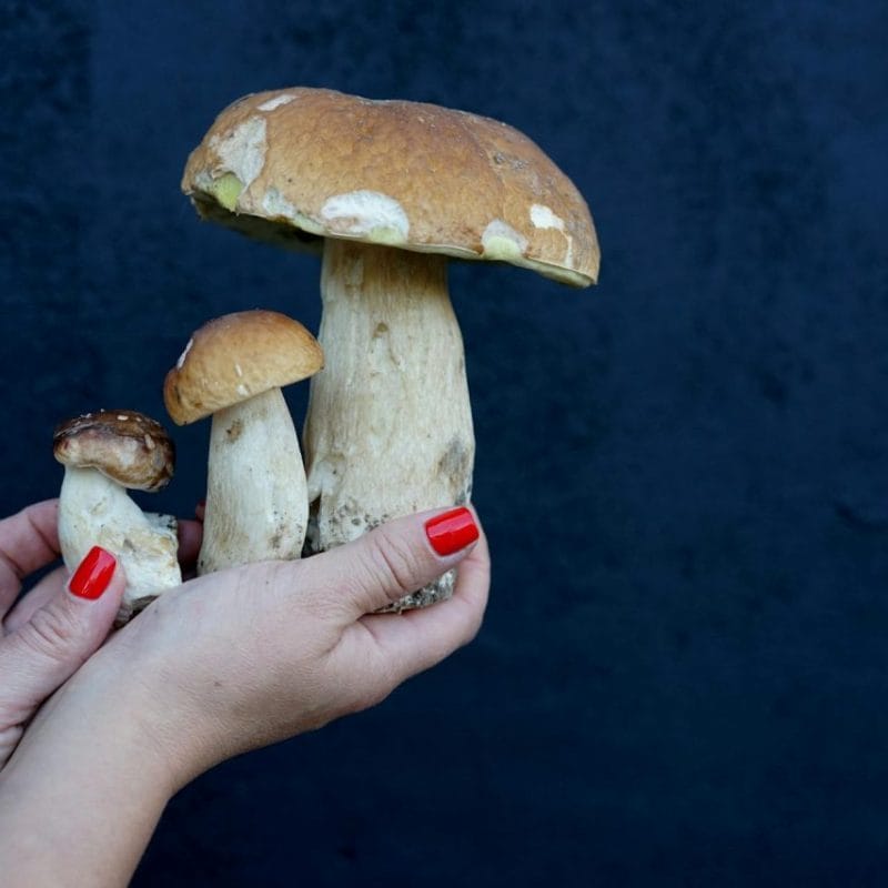 | Buy Shrooms Online Canada Shrooms Online | Buy Shrooms Online Canada