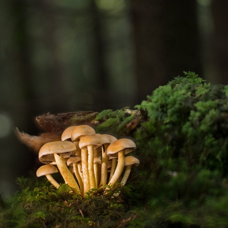 | Buy Shrooms Online Canada Buy Shrooms Online and Discover the Sweetest Shroom Options | Buy Shrooms Online Canada