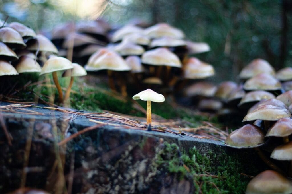 Shroom Delivery at Buy Shrooms Online Canada