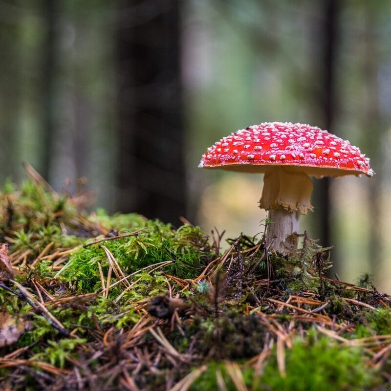 | Buy Shrooms Online Canada Shrooms Online in Canada | Buy Shrooms Online Canada