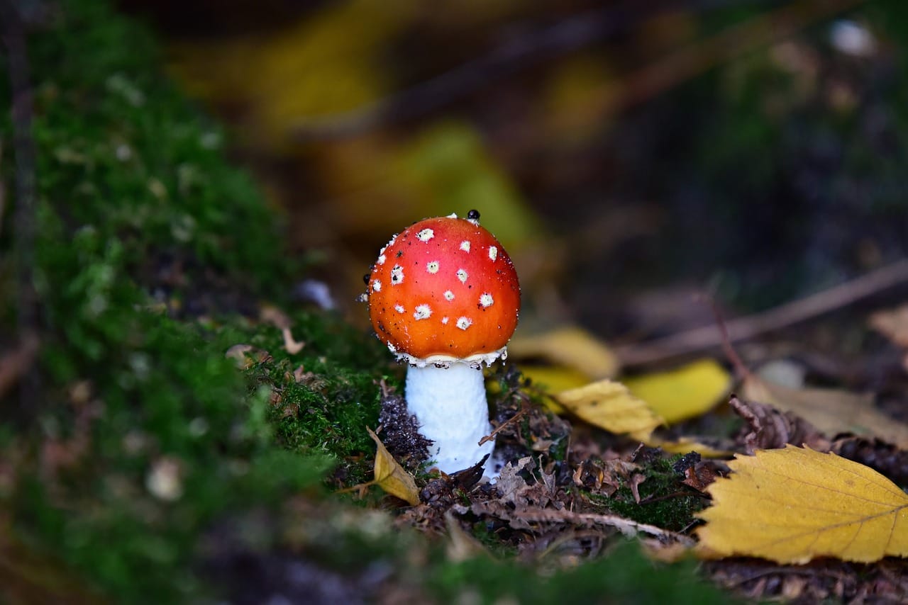Can LSD Boost My Happiness? Expert Opinions