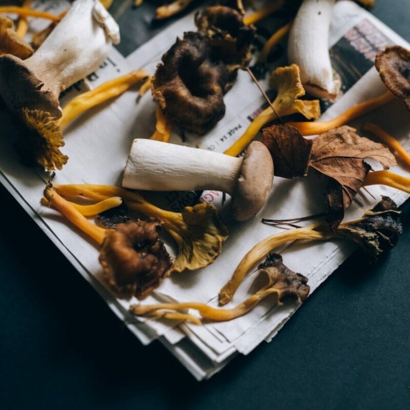 | Buy Shrooms Online Canada Mushroom chocolate at Zoomies Canada | Buy Shrooms Online Canada