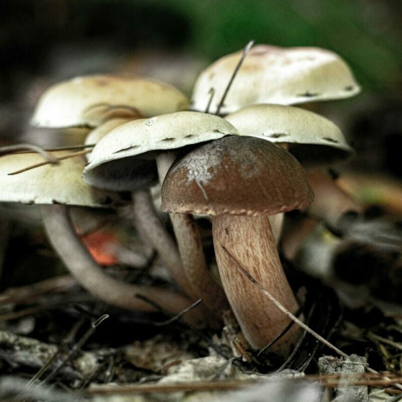 psilocybin mushroom | Buy Shrooms Online Canada