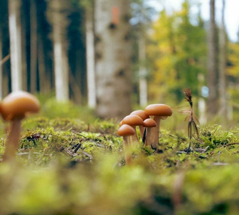 | Buy Shrooms Online Canada Magic Mushroom Dispensary | Buy Shrooms Online Canada