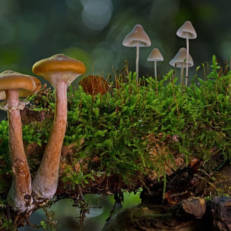 | Buy Shrooms Online Canada magic mushroom in Canada | Buy Shrooms Online Canada
