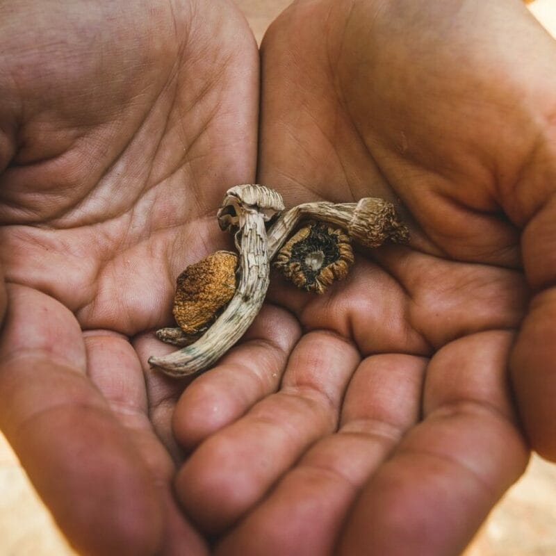 dried shrooms | Buy Shrooms Online Canada