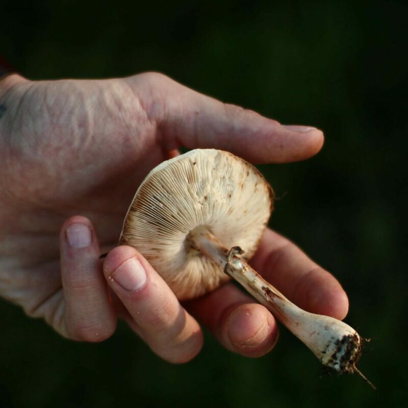 | Buy Shrooms Online Canada Shrooms | Buy Shrooms Online Canada