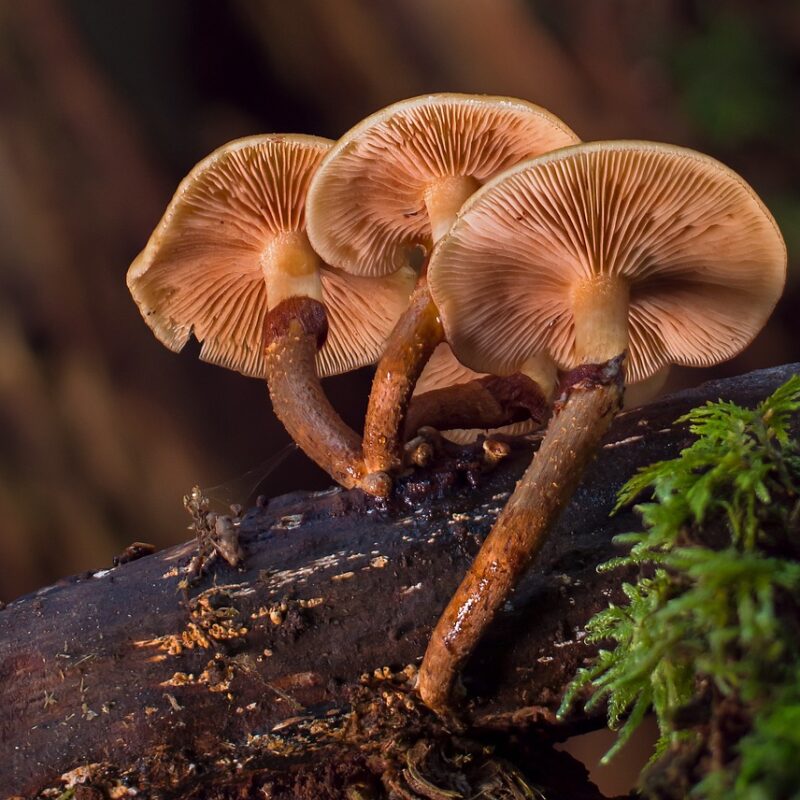 | Buy Shrooms Online Canada alacabenzi strain | Buy Shrooms Online Canada