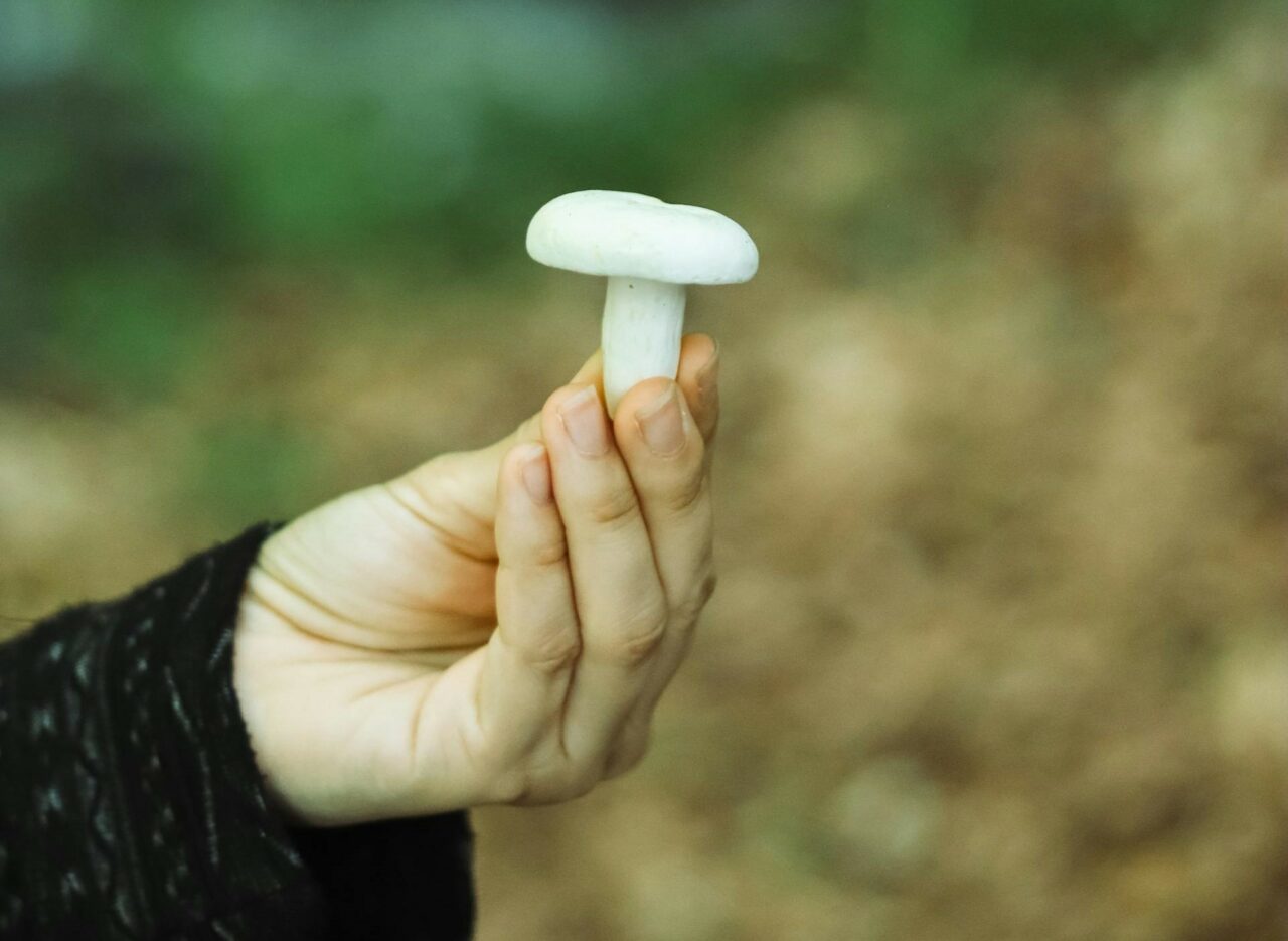 Discover Five Mushroom Categories Every Psychedelic Aficionado Should Know About