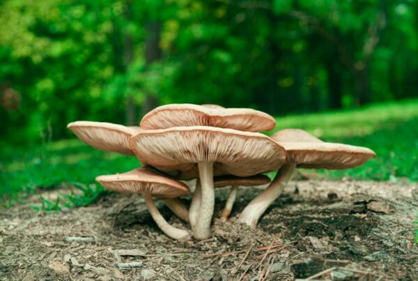 Big Daddy Mushroom