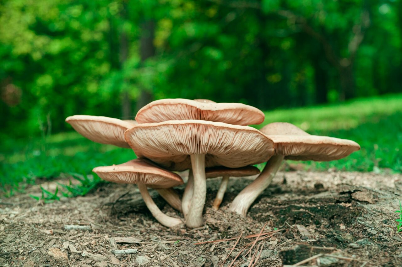 Experienced the Big Daddy Mushroom during a Hike – Rating it a Perfect 10/10, Would Definitely Repeat