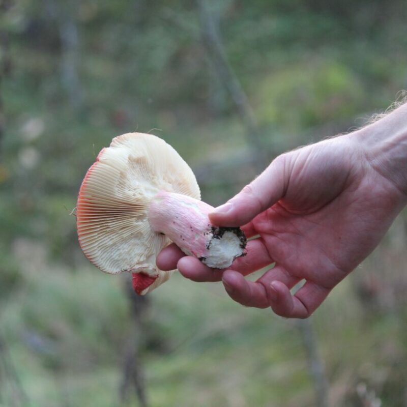 Magic Mushroom Delivery | Buy Shrooms Online Canada