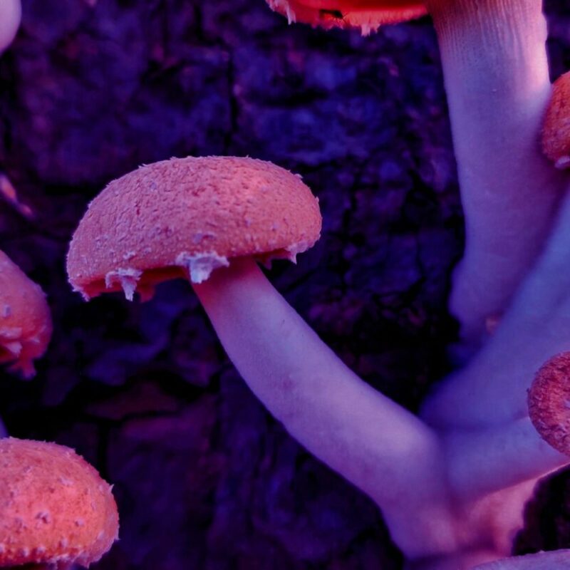 Mushroom Dispensary | Buy Shrooms Online Canada