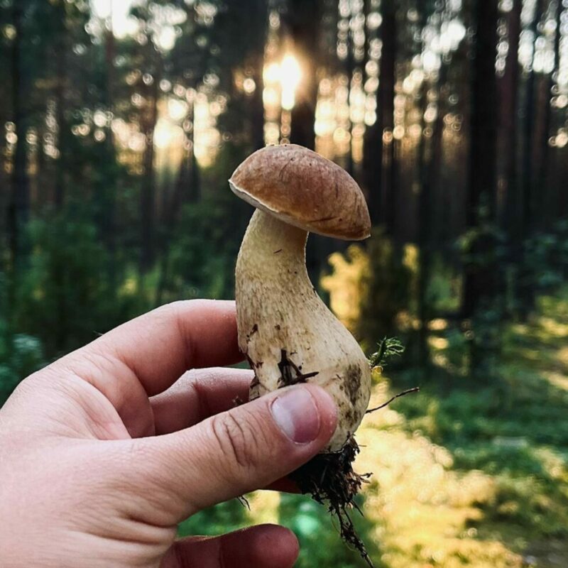 Shrooms Delivery Canada | Buy Shrooms Online Canada