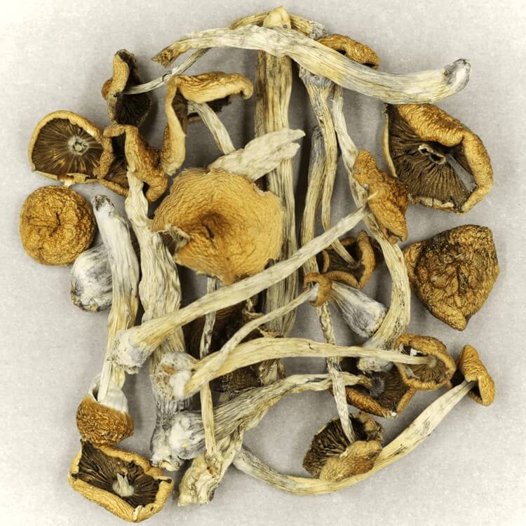  | Buy Shrooms Online Canada