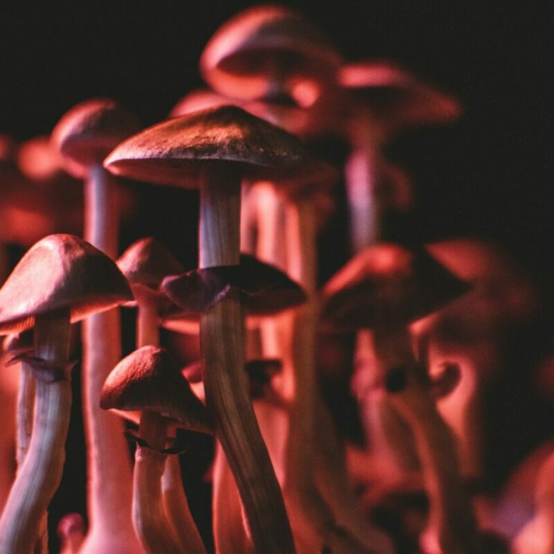  | Buy Shrooms Online Canada